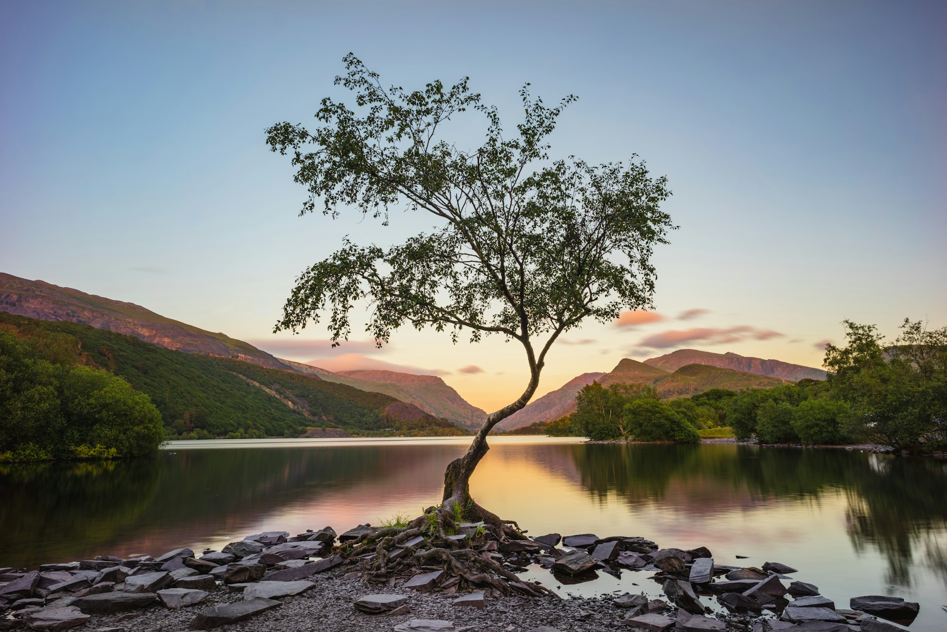 green tree near lake during daytime